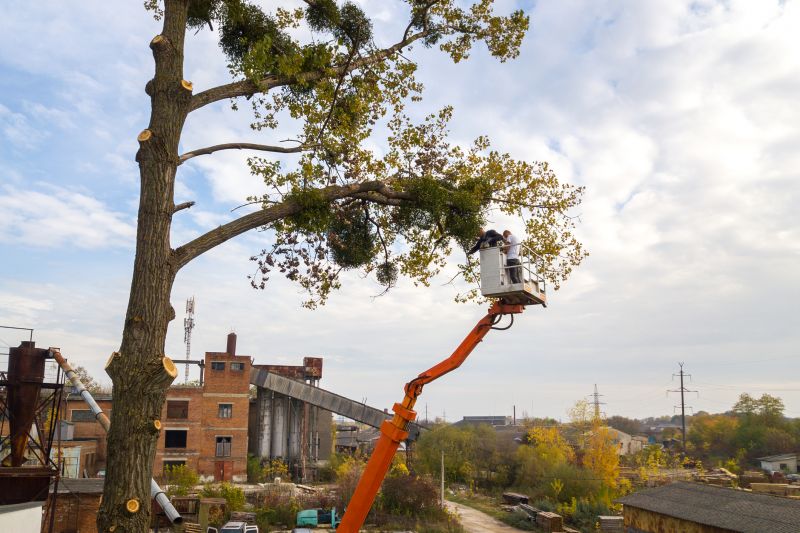 Tree Lopping Service