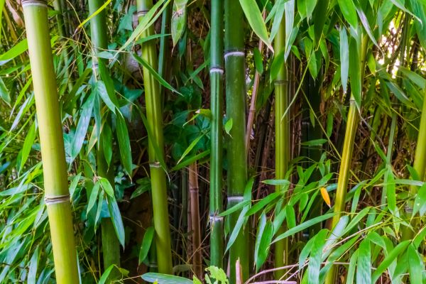 Cost of Bamboo Trimming in Frederick