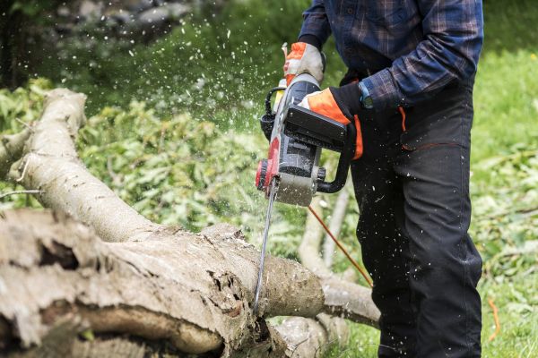 Cost of Branch Removal Service in Frederick