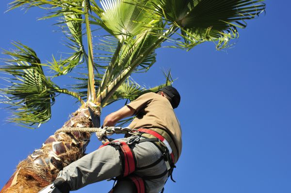 Palm Tree Trimming in Frederick