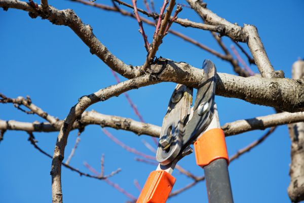 Residential Tree Service in Frederick