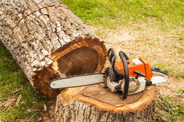 Tree Cutting Service in Frederick