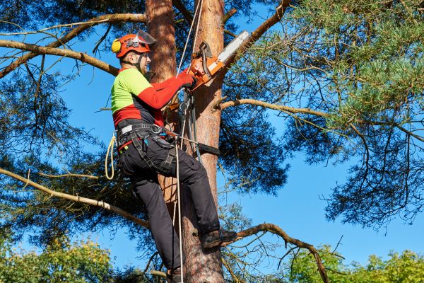 Tree Service in Frederick