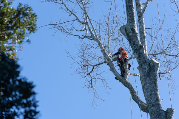 Cost of Tree Topping Service in Frederick