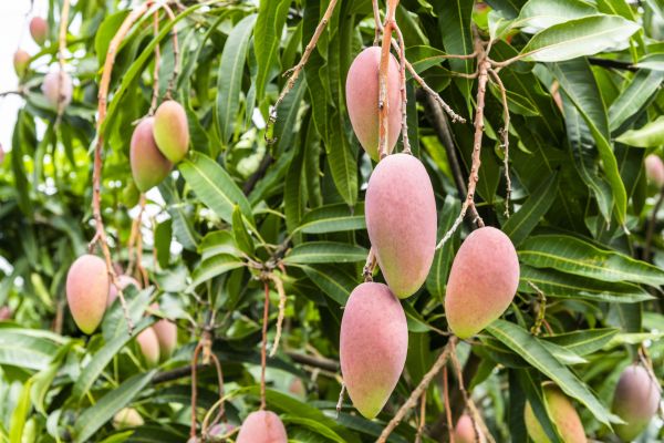 Cost of Mango Tree Trimming in Frederick