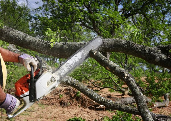 Cost of Tree Branch Cutting in Frederick