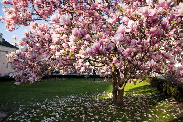 Cost of Ornamental Tree Pruning in Frederick