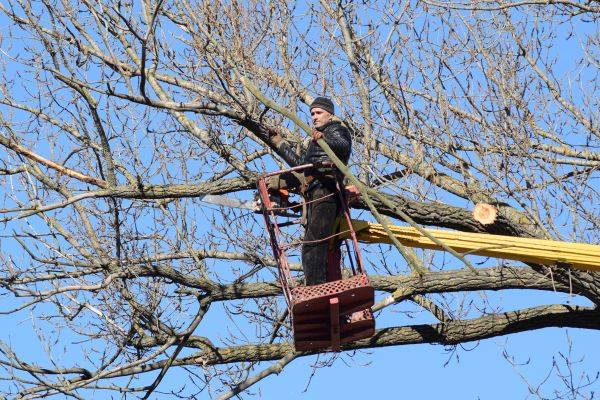 Cost of Emergency Tree Trimming in Frederick