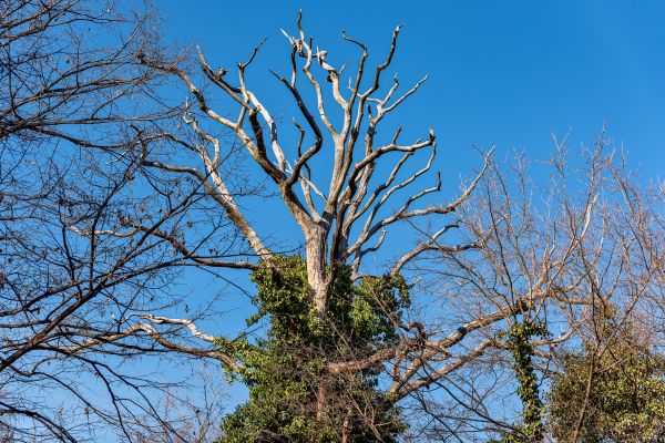 Cost of Deadwood Removal in Frederick