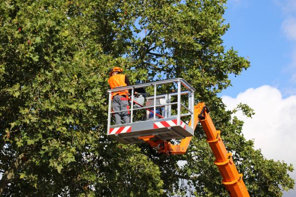 Commercial Tree Service in Frederick