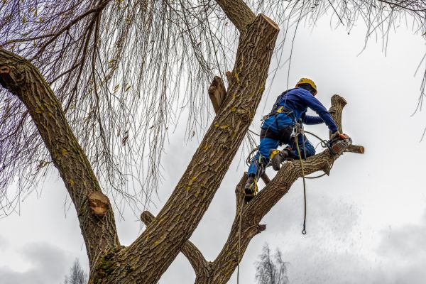 Cost of Tree Maintenance Service in Frederick