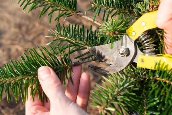 Pine Tree Pruning in Frederick