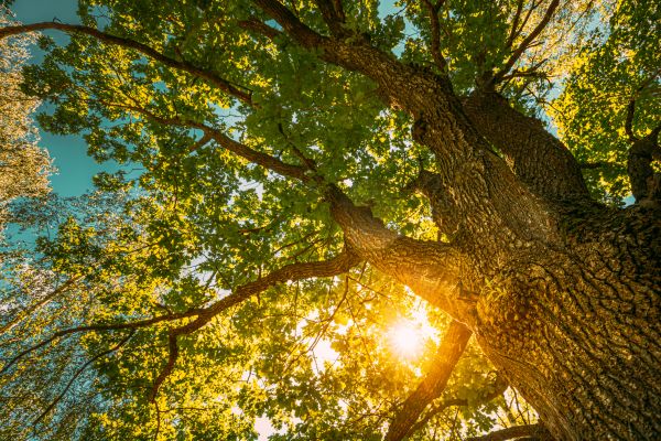Cost of Oak Tree Pruning in Frederick