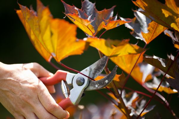 Cost of Maple Tree Pruning in Frederick