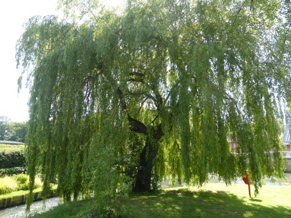 Cost of Willow Tree Trimming in Frederick