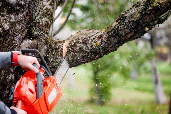 Cost of Tree Limbs Removal in Frederick