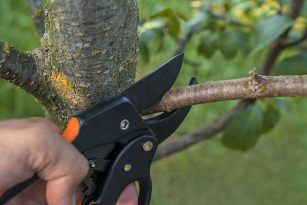 Cost of Tree Limb Cutting in Frederick