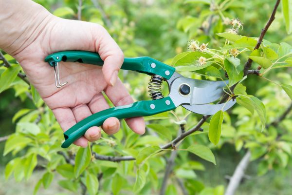 Cost of Pear Tree Pruning in Frederick