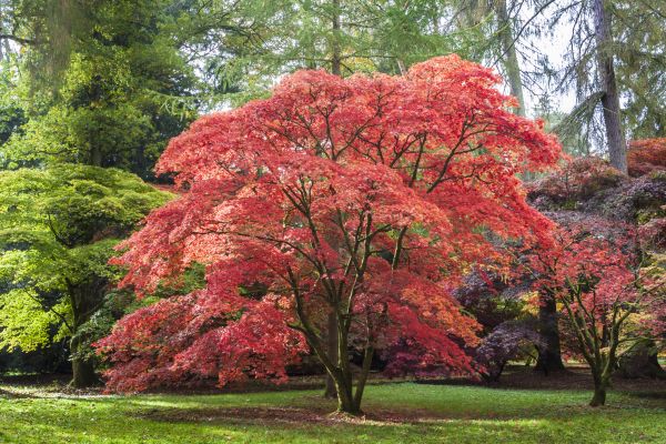 Japanese Maple Pruning in Frederick