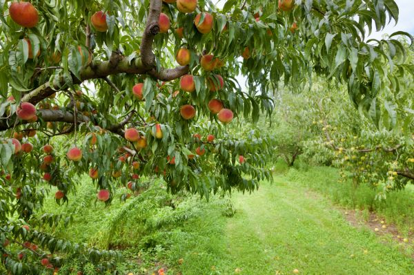 Cost of Peach Tree Pruning in Frederick