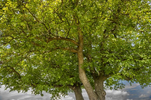Cost of Walnut Tree Trimming in Frederick