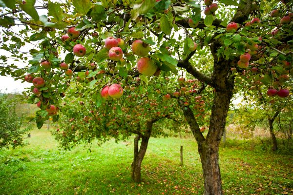 Cost of Apple Tree Pruning in Frederick