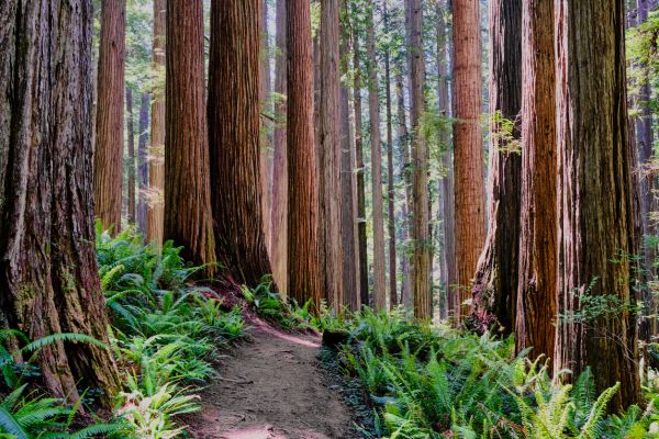 Cost of Redwood Tree Trimming in Frederick