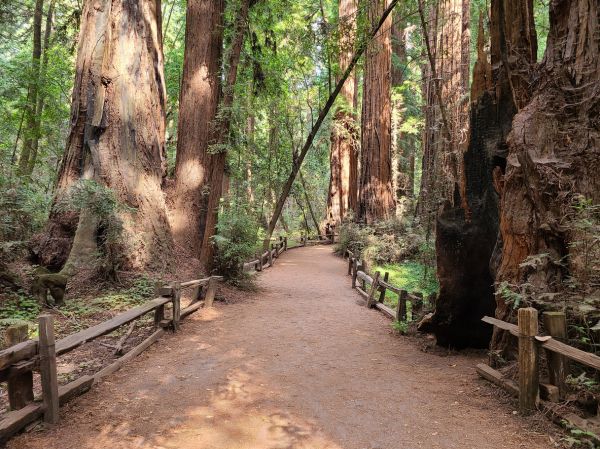 Cost of Redwood Tree Pruning in Frederick