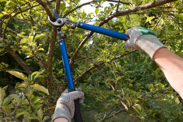 Cost of Residential Tree Pruning in Frederick
