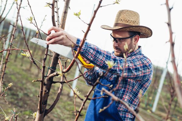 Cost of Orchard Tree Pruning in Frederick