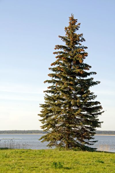 Cost of Spruce Tree Pruning in Frederick