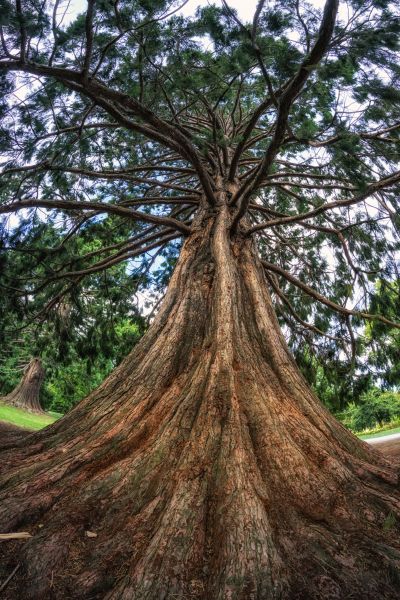 Cost of Cedar Tree Pruning in Frederick