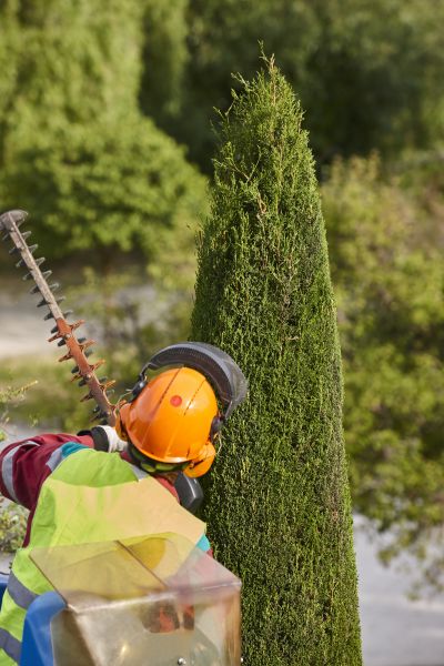 Cost of Cypress Tree Trimming in Frederick