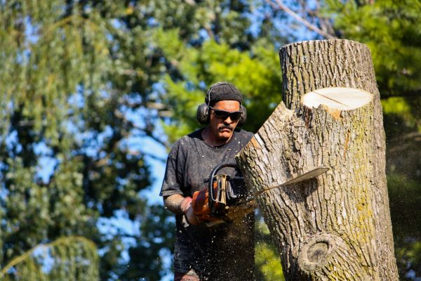 Cost of Ash Tree Pruning in Frederick
