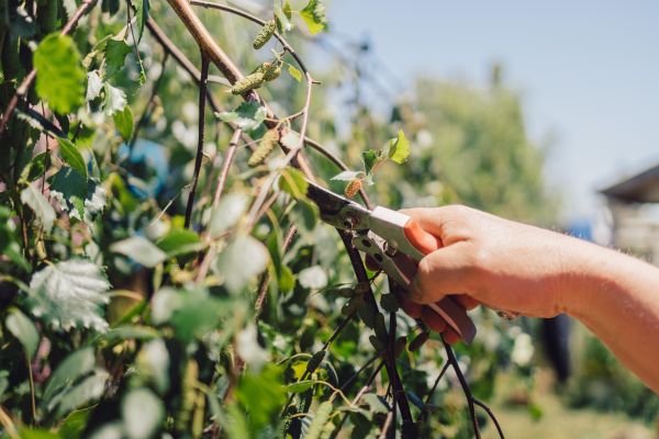 Cost of Birch Tree Pruning in Frederick