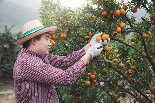 Cost of Orange Tree Pruning in Frederick