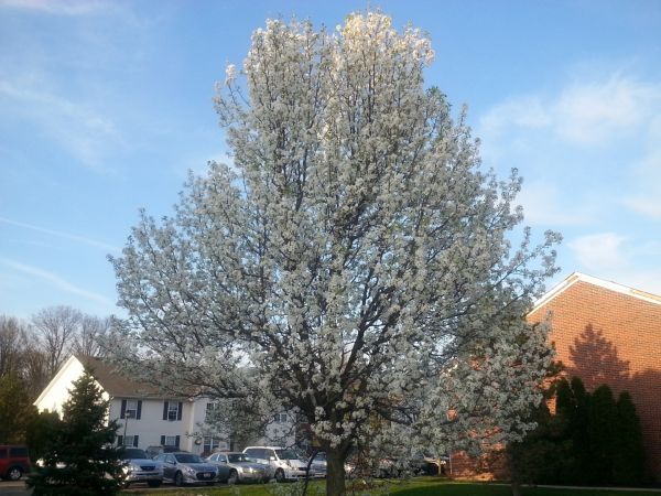 Cost of Bradford Pear Tree Pruning in Frederick
