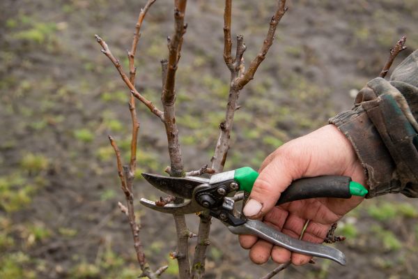 Cost of Pear Trees Pruning in Frederick