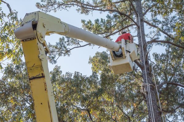 Cost of Limbs Trimming in Frederick