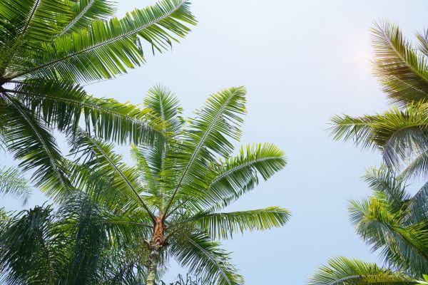 Cost of Queen Palm Tree Trimming in Frederick