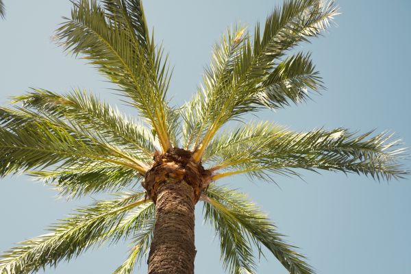 Cost of Queen Palm Pruning in Frederick