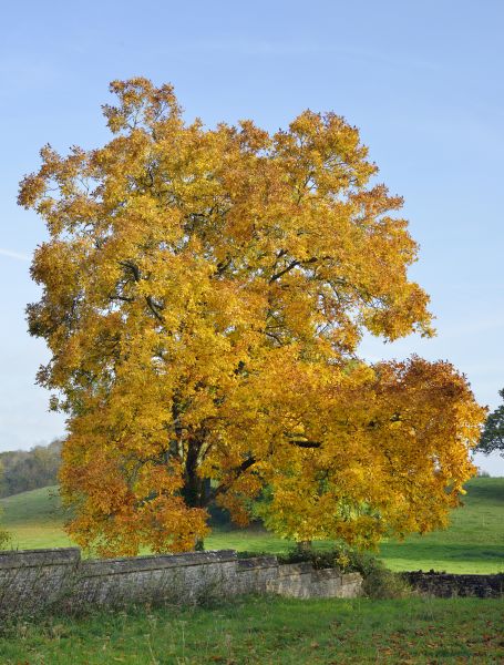 Cost of Hickory Tree Trimming in Frederick