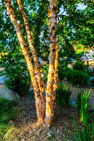 Cost of River Birch Trimming in Frederick