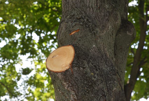 Cost of Limb Cutting in Frederick