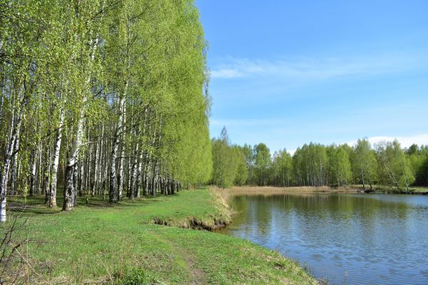 Cost of River Birch Pruning in Frederick