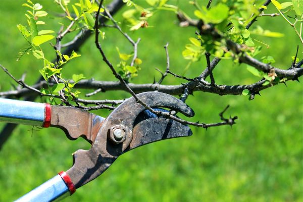Cost of Branches Pruning in Frederick