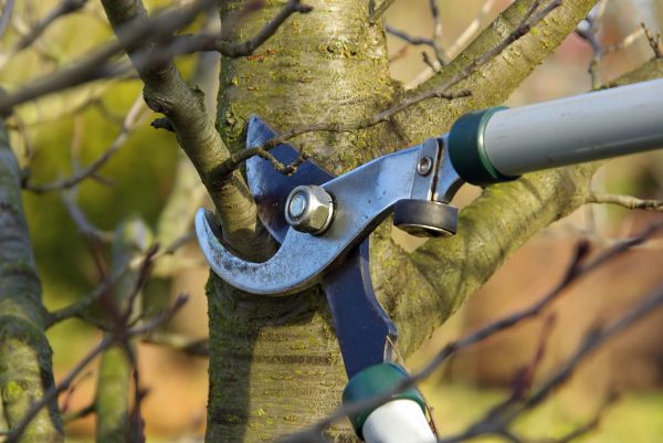 Cost of Tree Limb Trimming Service in Frederick