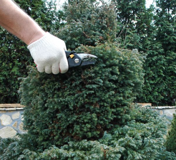 Cost of Ornamental Tree Trimming in Frederick