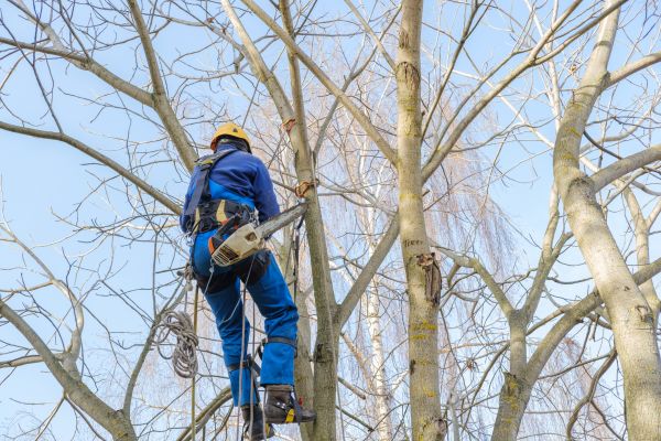 Cost of Large Tree Trimming in Frederick