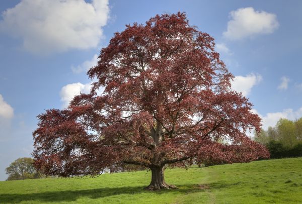 Cost of Beech Tree Pruning in Frederick